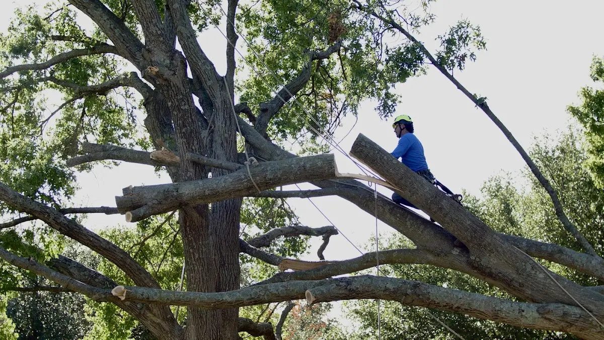 Professional Crown Thinning performed by certified arborists in Rice Lake